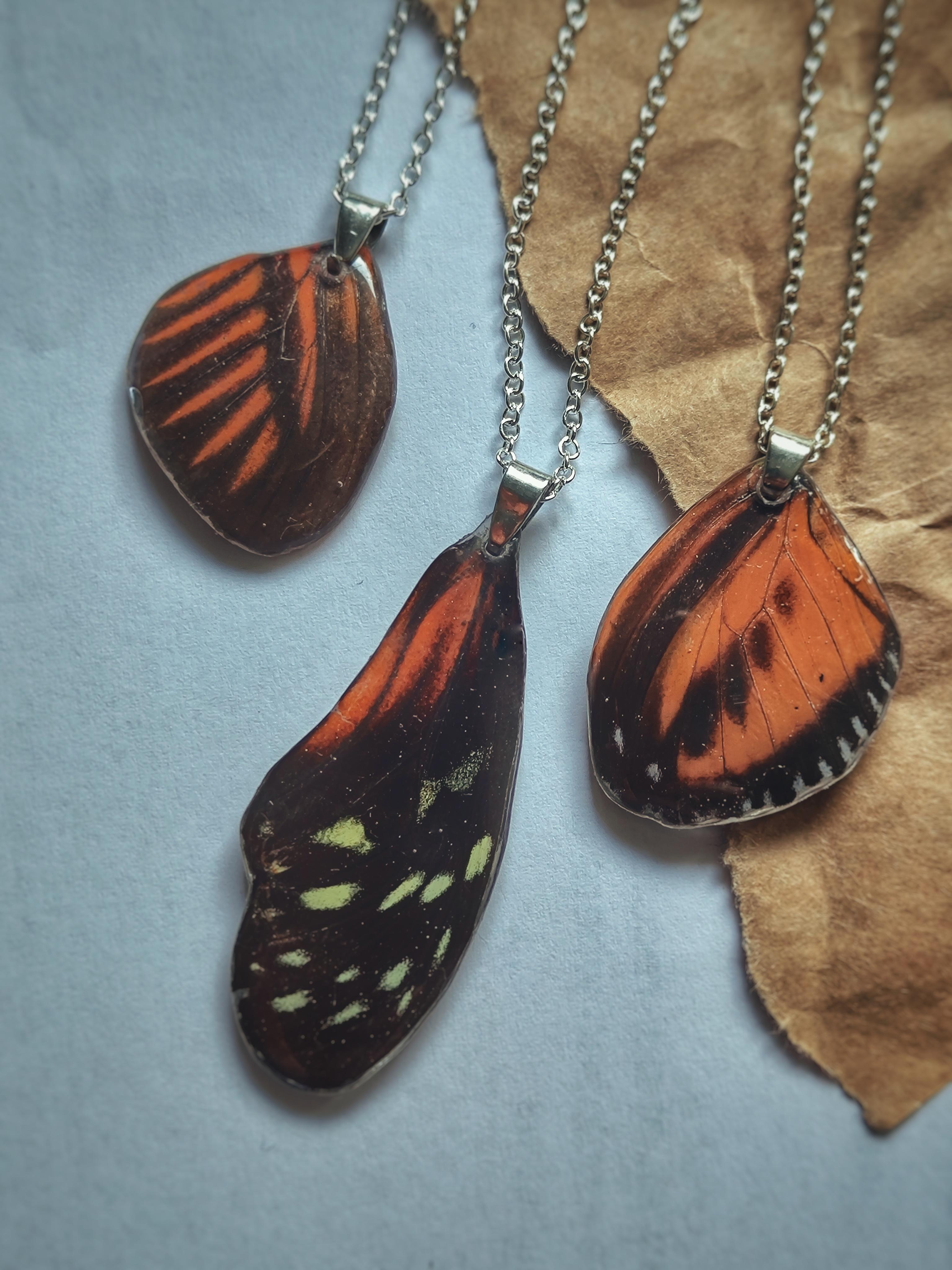 Real Butterfly Wing Collection