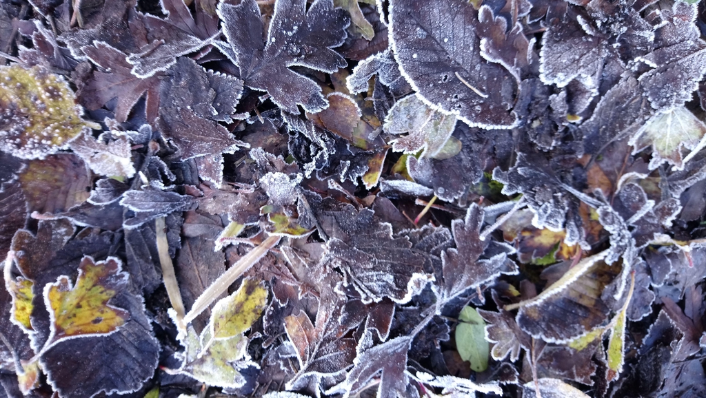 Bijoux naturels
Artisanat et Lithothérapie