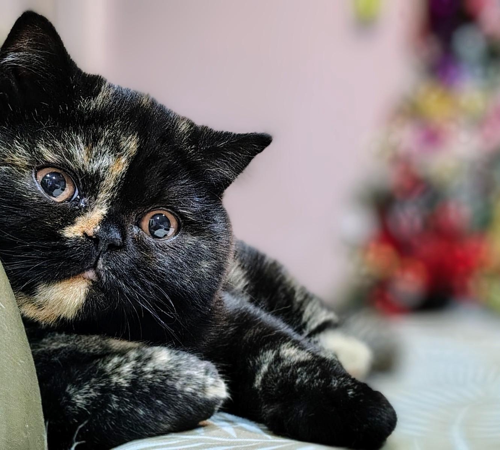 banner_image