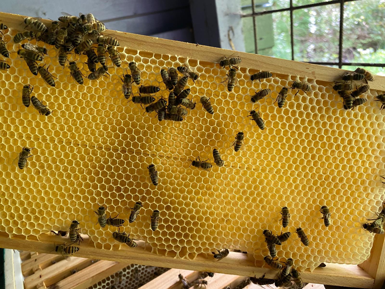 Hier vertellen we waarom we kleinschalig imkeren zodat we biodiversiteit niet verstoren. Dit doen we onder andere met zwarte inheemse bijen in of nabij natuurgebieden.