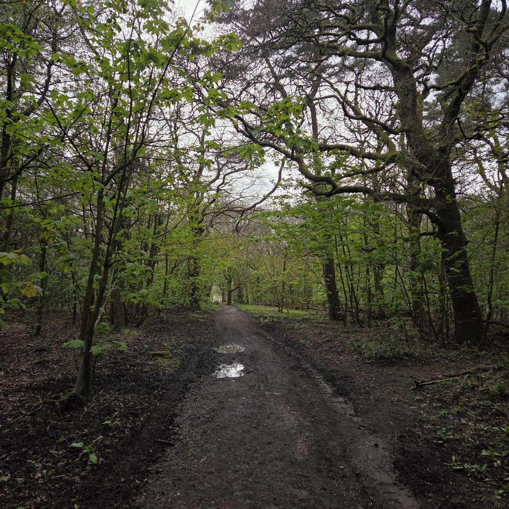 Forest Walks