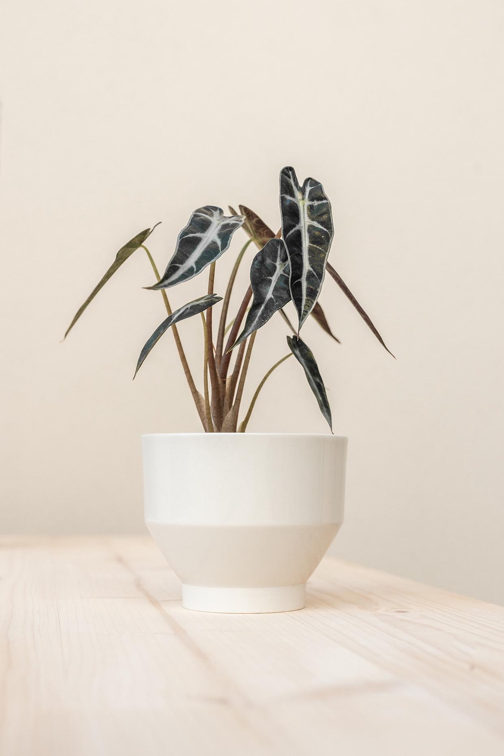 product_list_image_cover