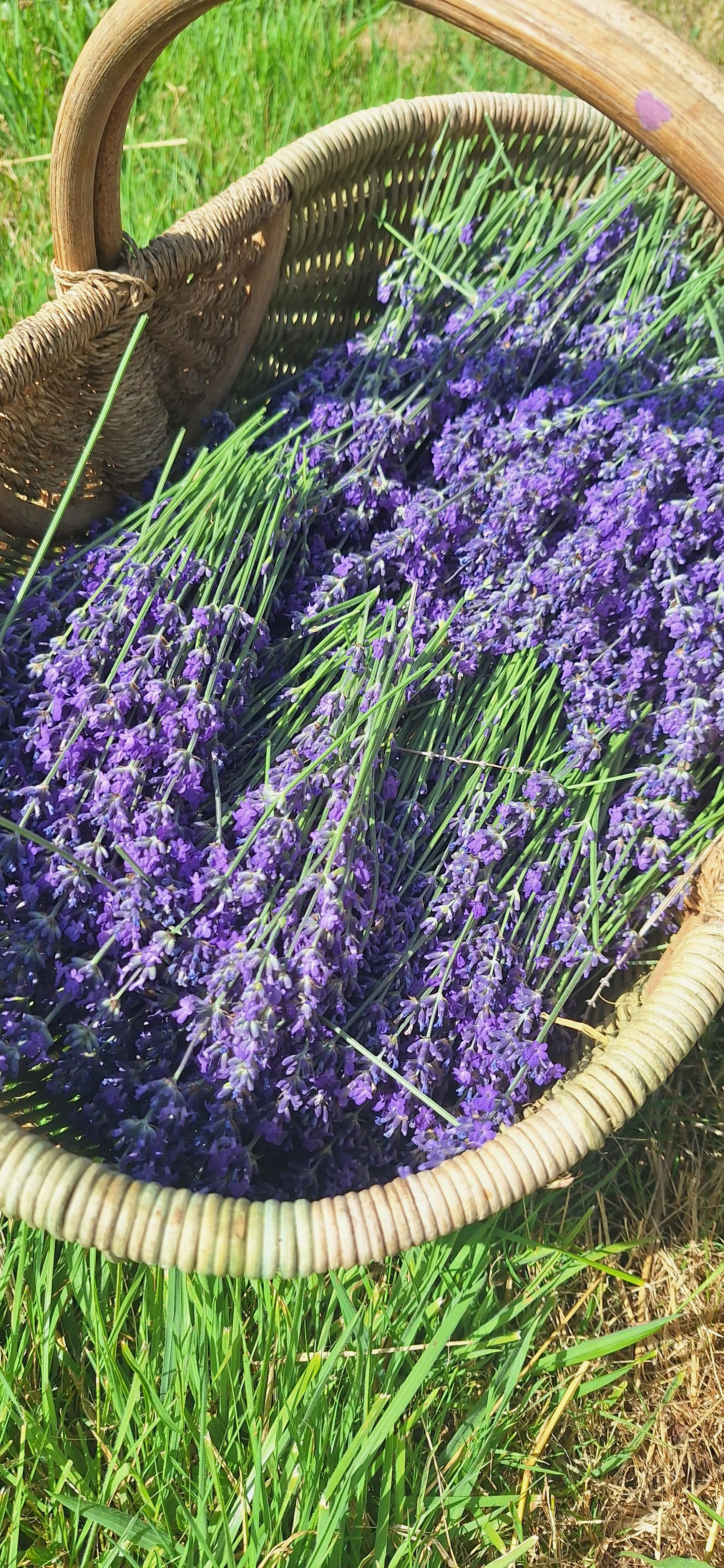 Plantes simples