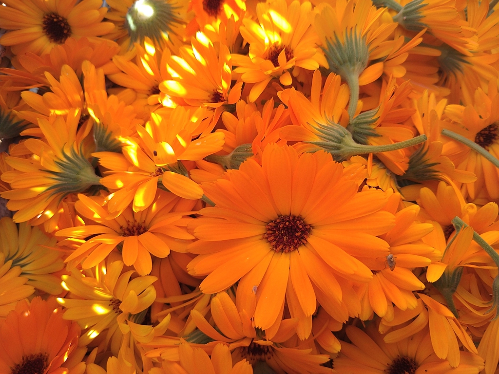 Les plantes dans tous leurs états 
De la fleur à la tasse 