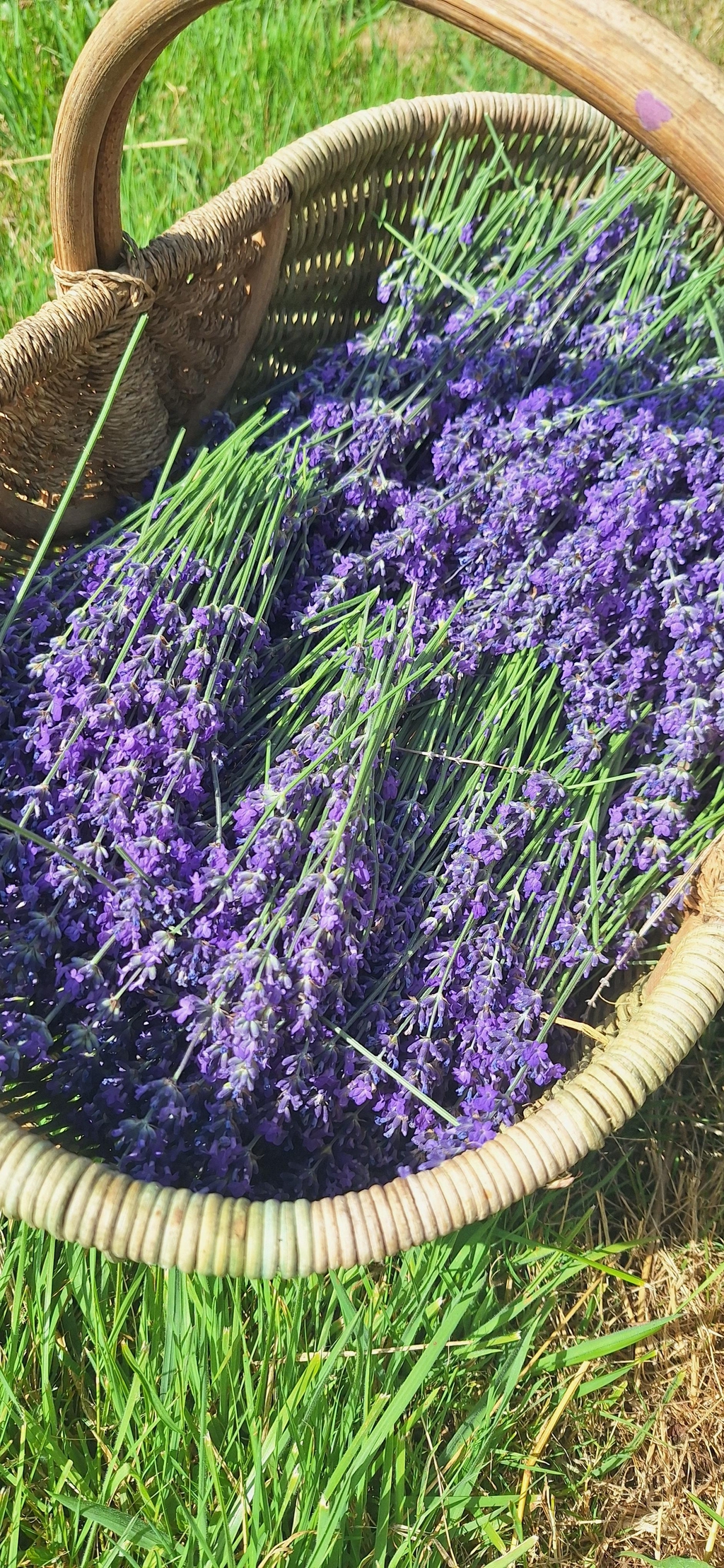 product_list_image_cover