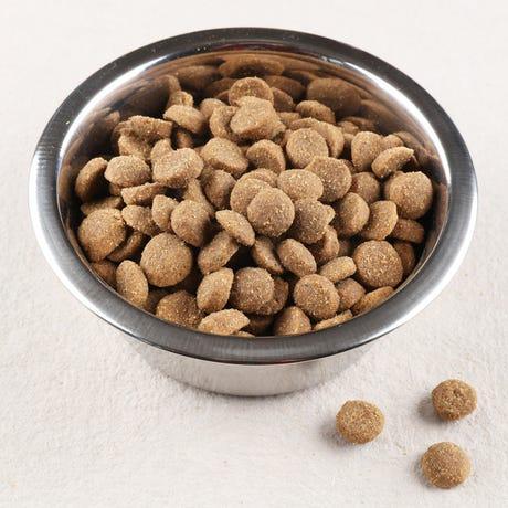 Croquettes chien