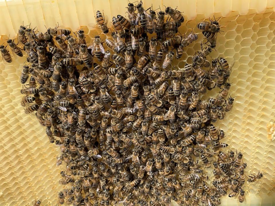 Bees on Frame