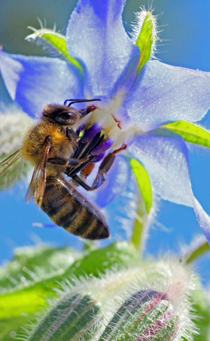 Bee on flower