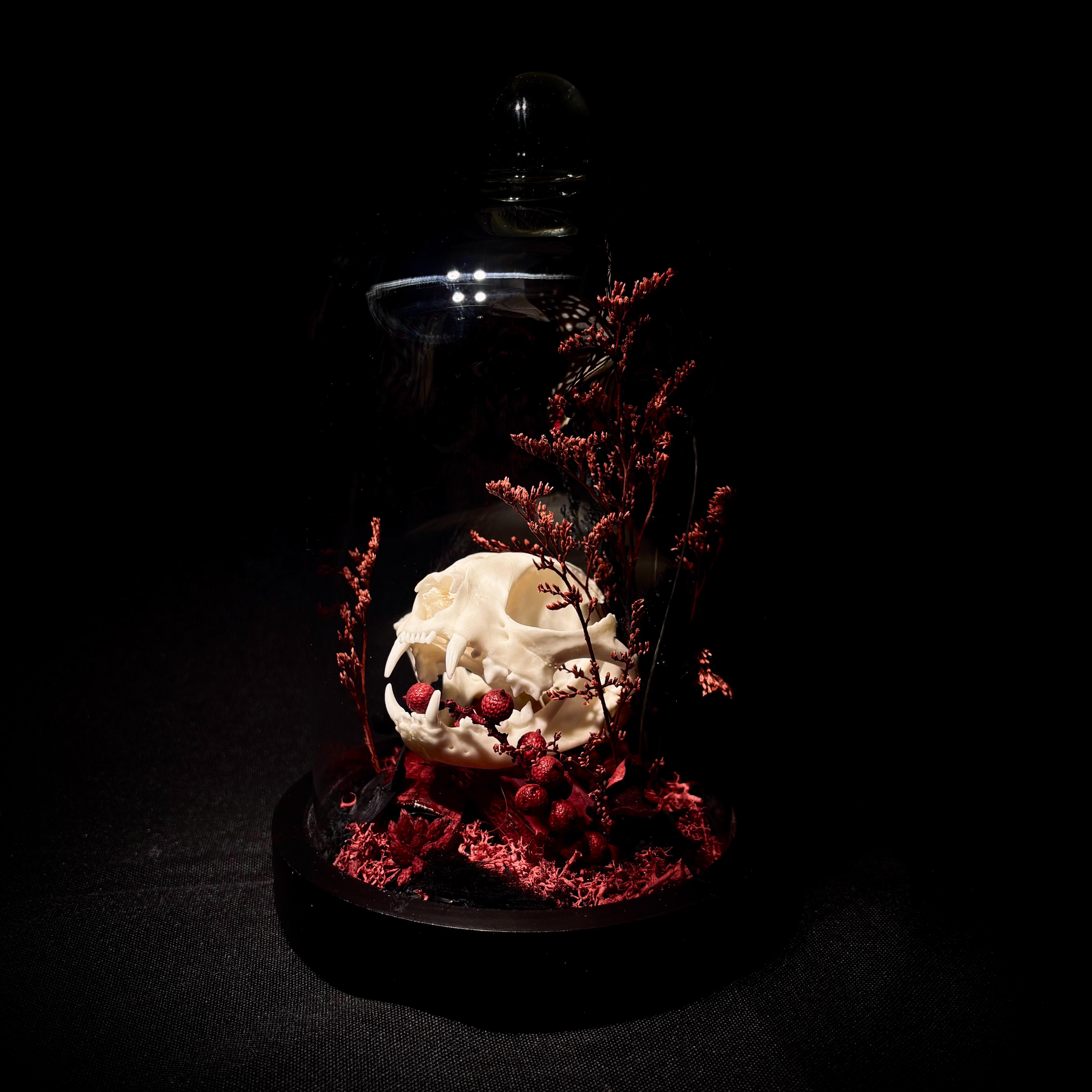 Composition sous cloche de verre, avec un crâne de chat nettoyé professionnellement, et un assemblage de végétaux noir et rouge.