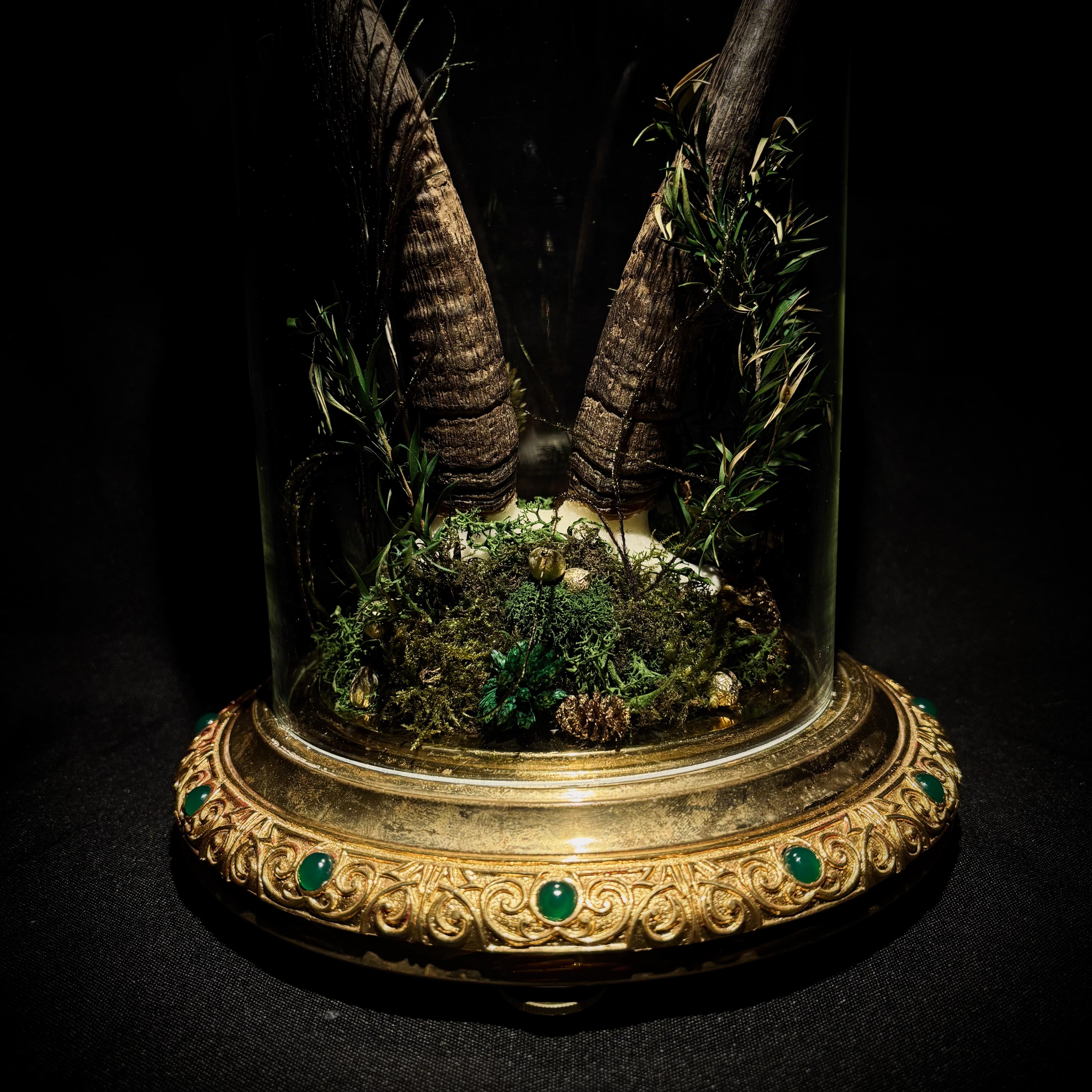 Composition sous cloche de verre, avec un crâne de chamois, et un assemblage de végétaux verts