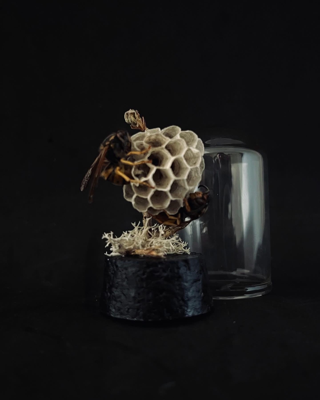 Diorama miniature sous cloche, composé d’un fragment alvéolaire de nid de guêpe monté sur une fine branche. Accompagné de deux guêpes et de lichen blanc. 