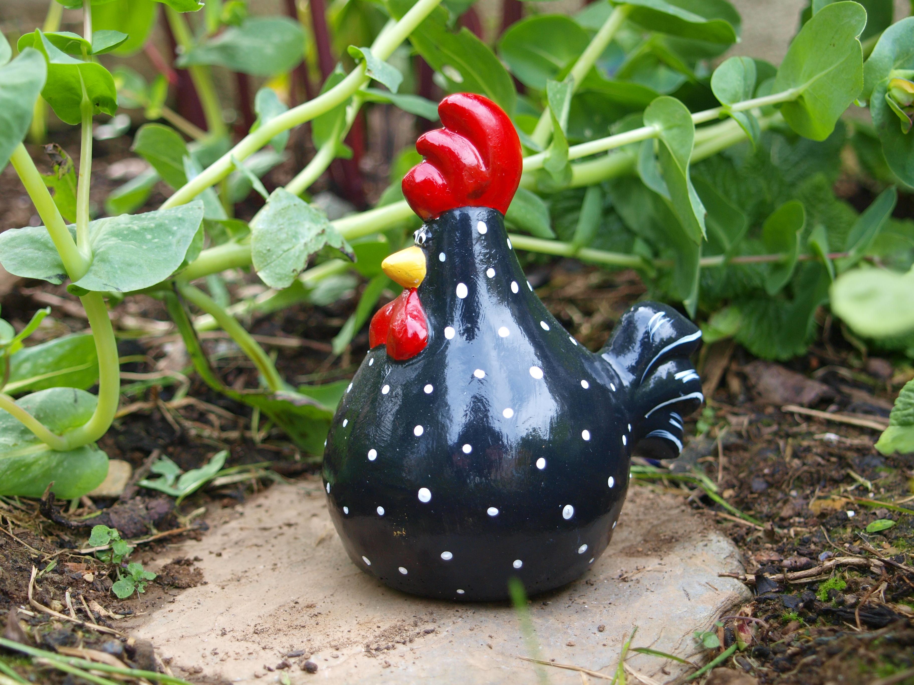 Chickens