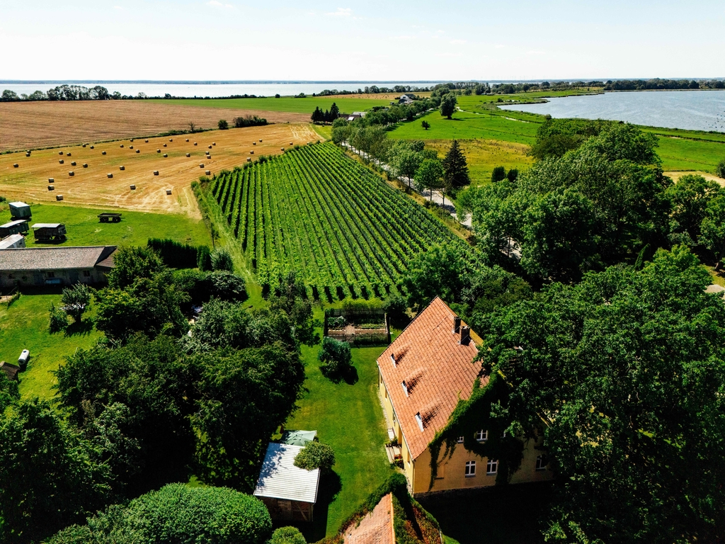 Der erste Wein von 
der Insel Usedom
