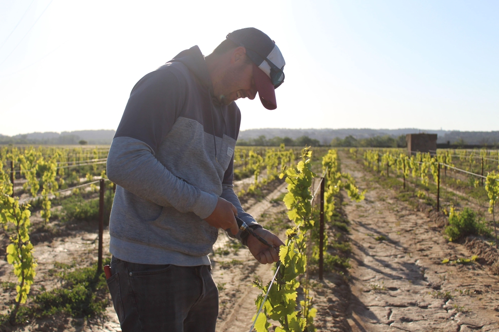 Christophe de Vathaire, jeune vigneron à Marcorignan (Narbonne, Aude). Vins cultivés en IGP Aude. 