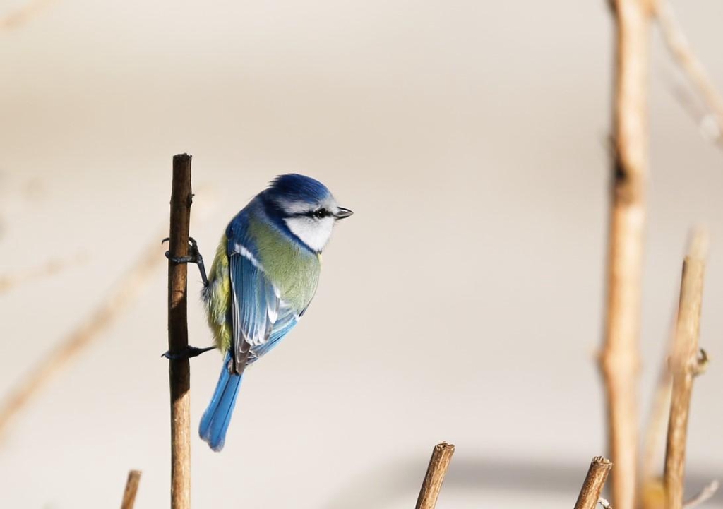 Mangeoire à oiseaux originale, design moderne et unique fabriqué en France