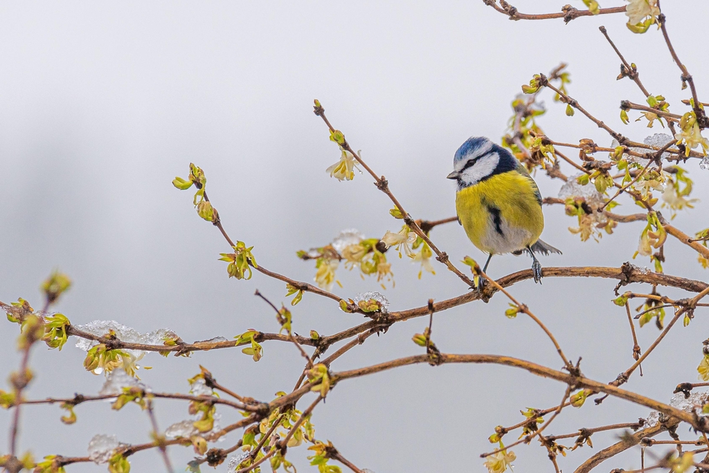 Créateur de mangeoire à oiseaux de la nature originale et unique
