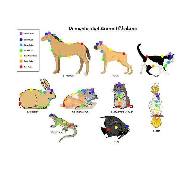 Les chakras sur les animaux 