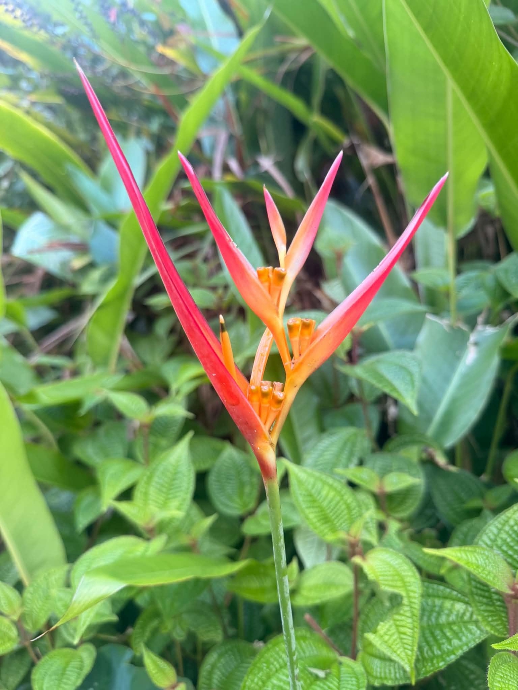 banner_image