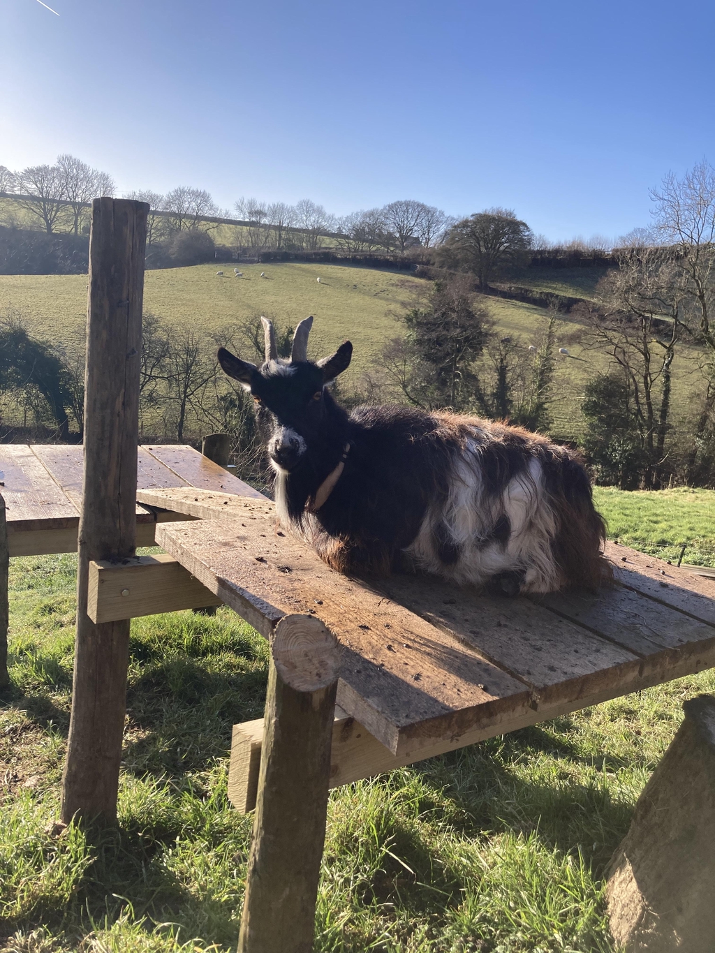 Gentle Goat’s milk soap 