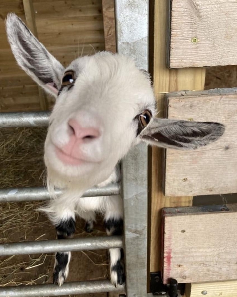 The gentle goat
Goats' milk soap hand-milked & hand-made
in Shropshire
It is gentle by nature