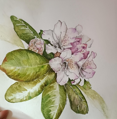 Catherine Passi Janeau EI