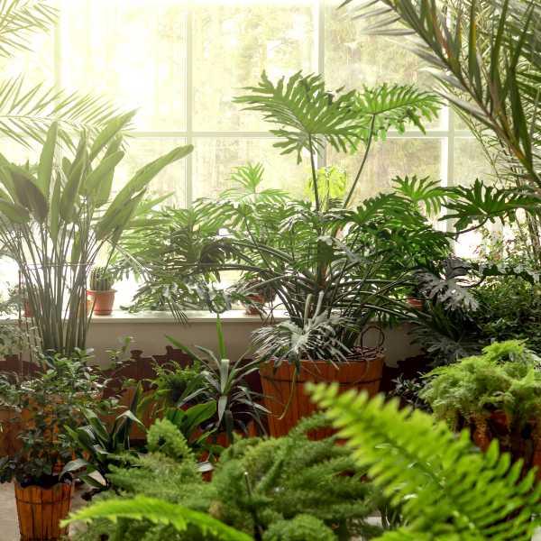 Différentes plantes d'intérieur devant une fenêtre ensoleillée