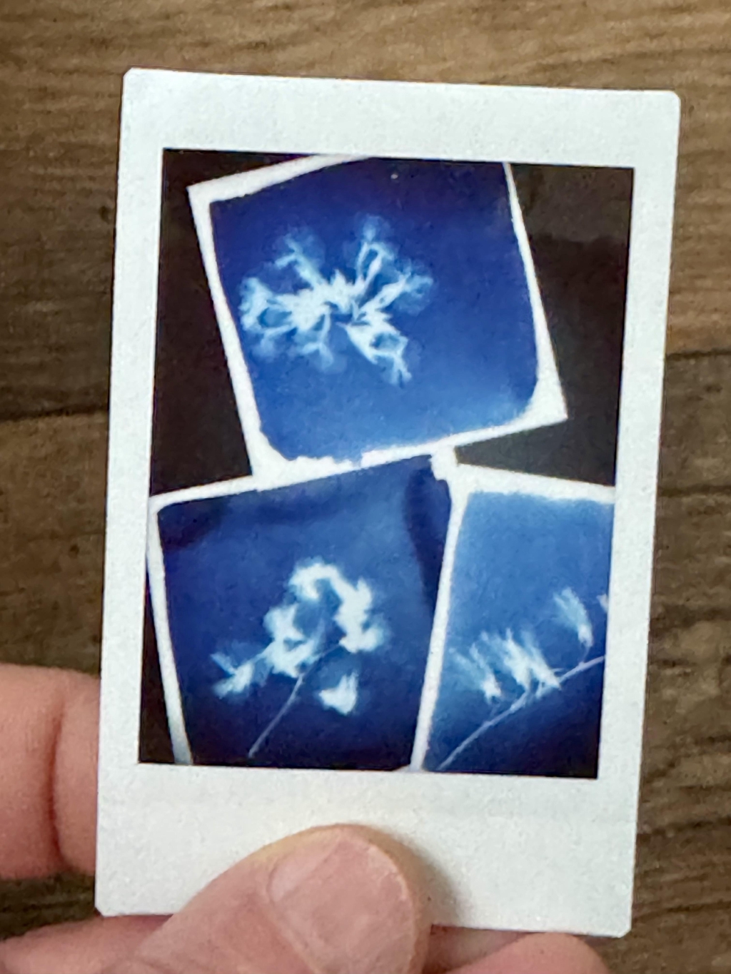 Instax-Fotografie von Cyanotypie-Bildern