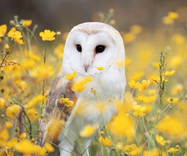 Chouettes