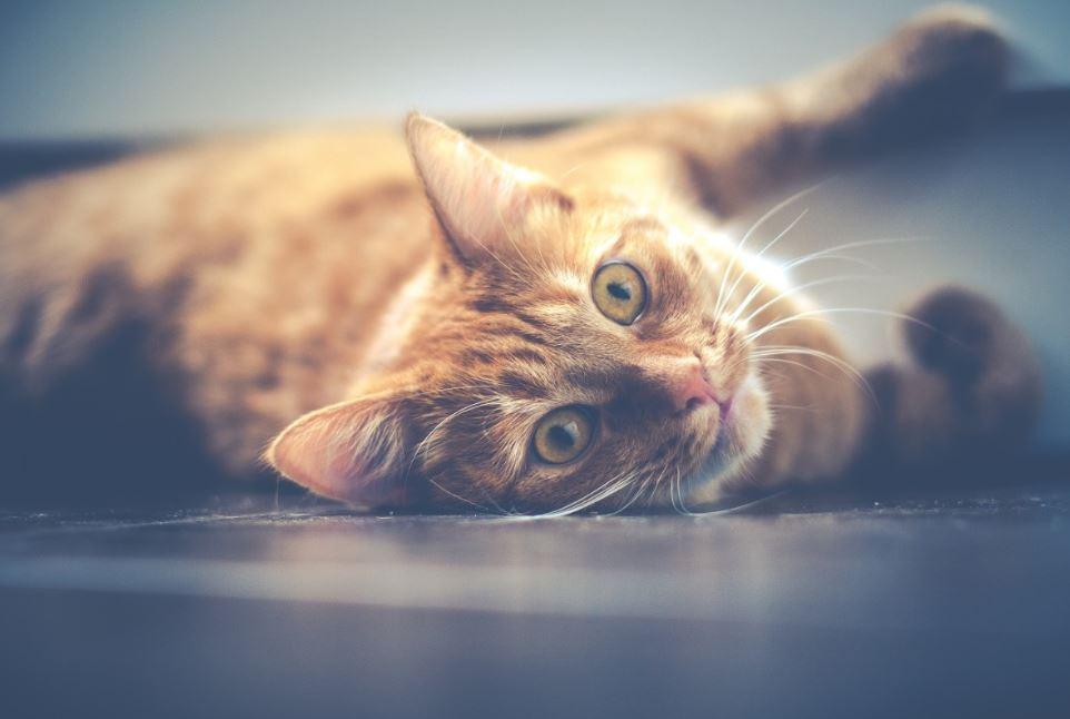 Chats