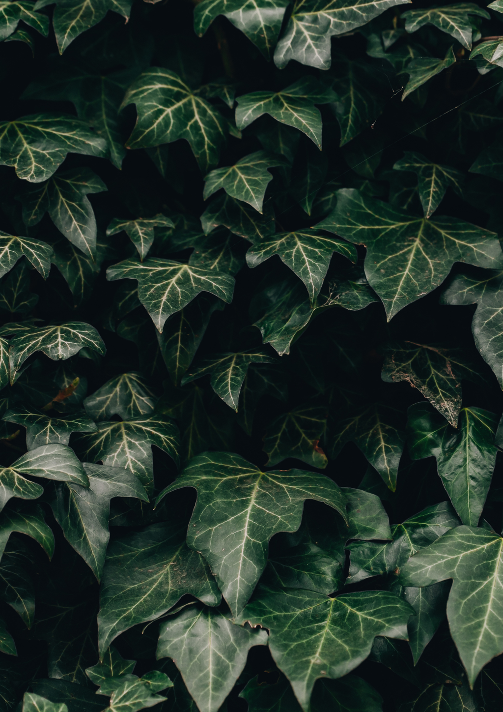 Efeu im Hintergrund.