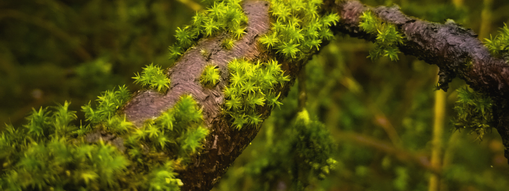 Foto: Moos bewachsener Ast.