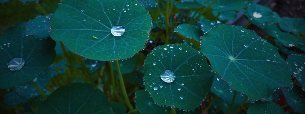 
Foto: Kapuzinerkresse 