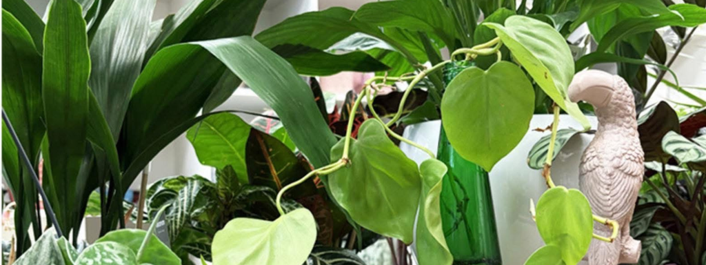 banner_image