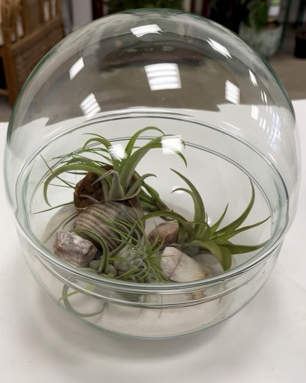 Beach themed, easy care terrarium with sand, shells and air plants. 