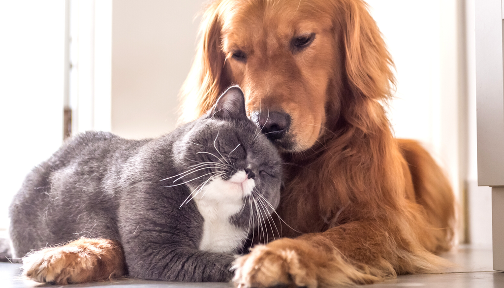 Benessere degli Animali