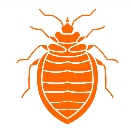 Punaise de lit (Cimex lectularius), insecte nuisible traité par HYGINSECTES.