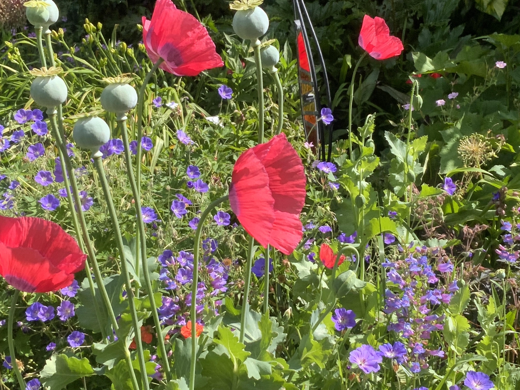 Busbridge Open Gardens