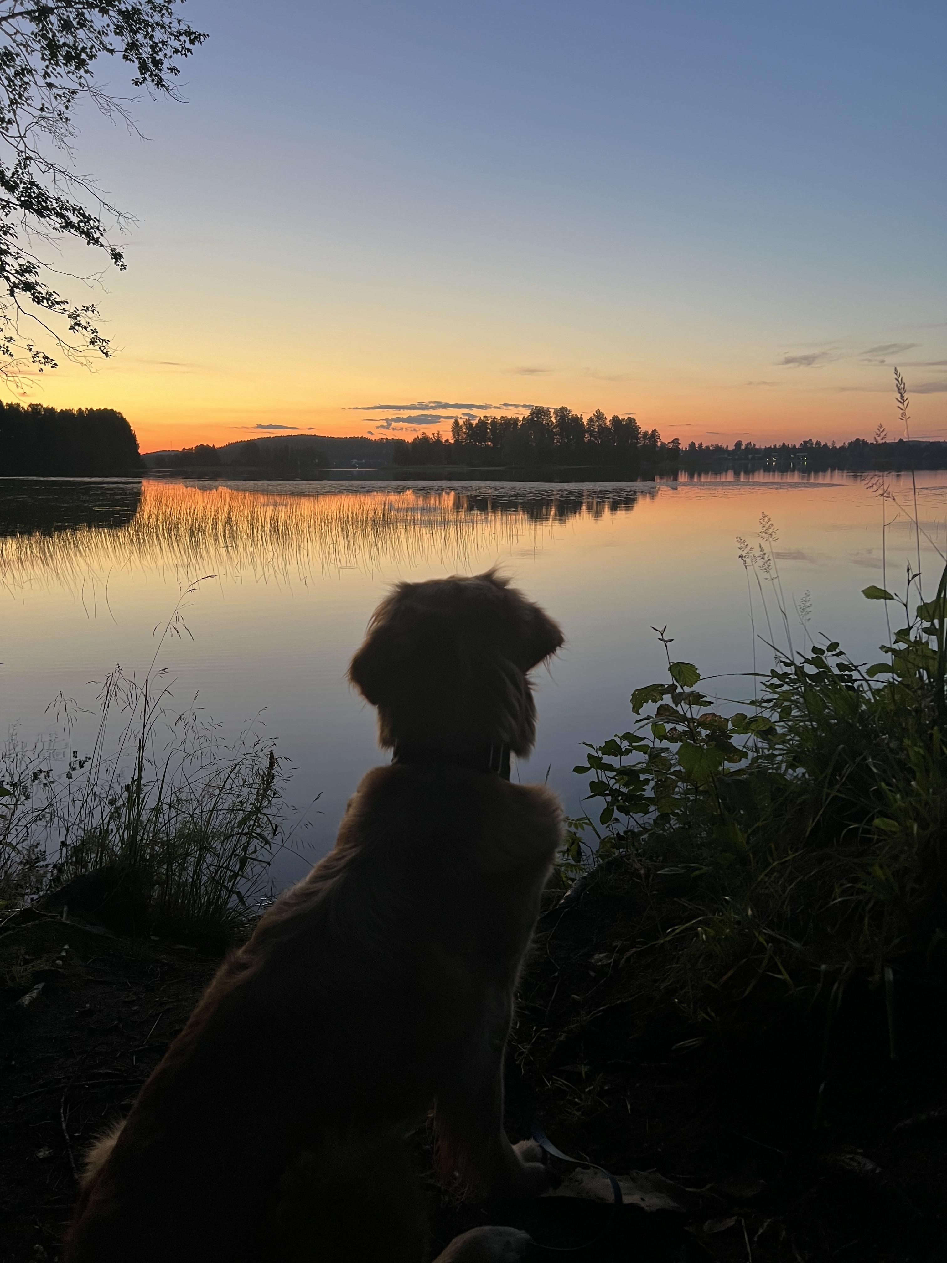 Kuva, jossa etualalla on koira ja taustalla järvi ja luonto