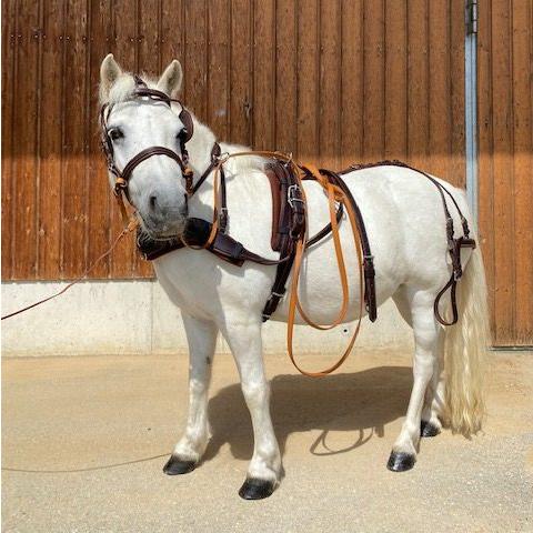 Pony-Fahrgeschirre auf Maß
