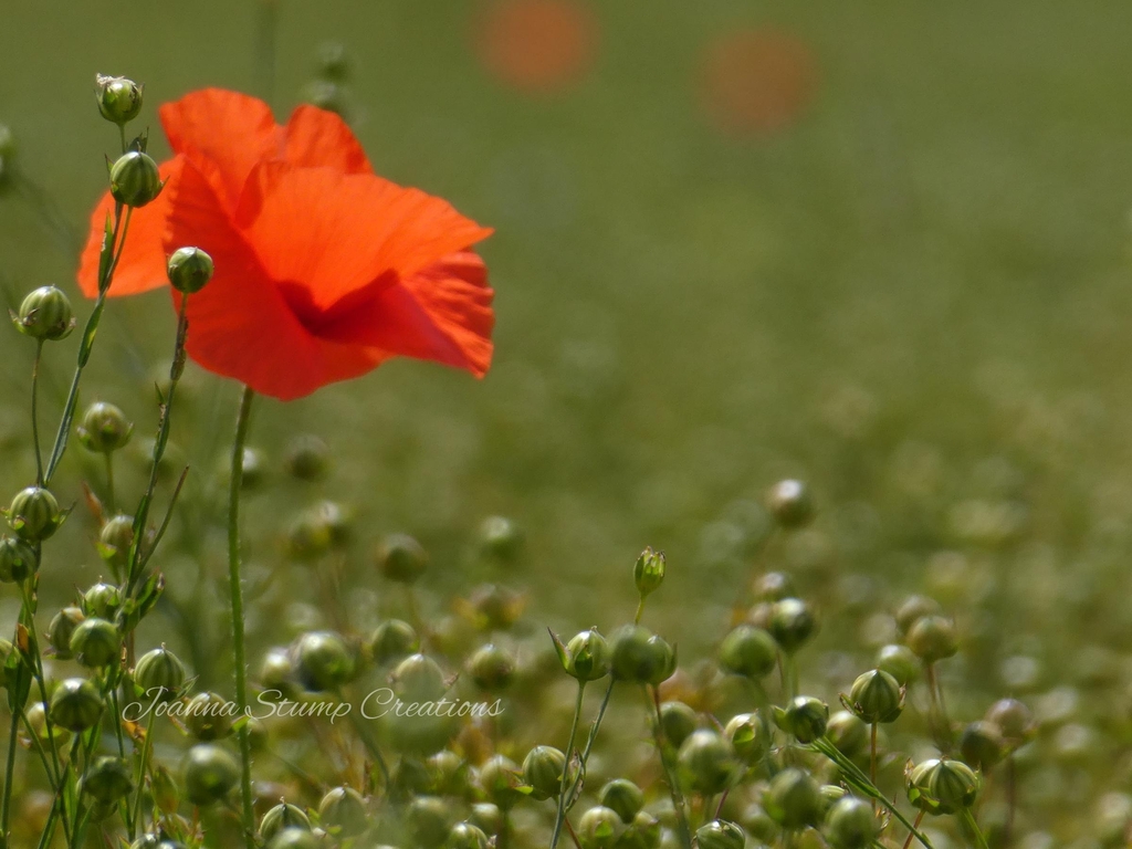 "Linseed Poppy" 