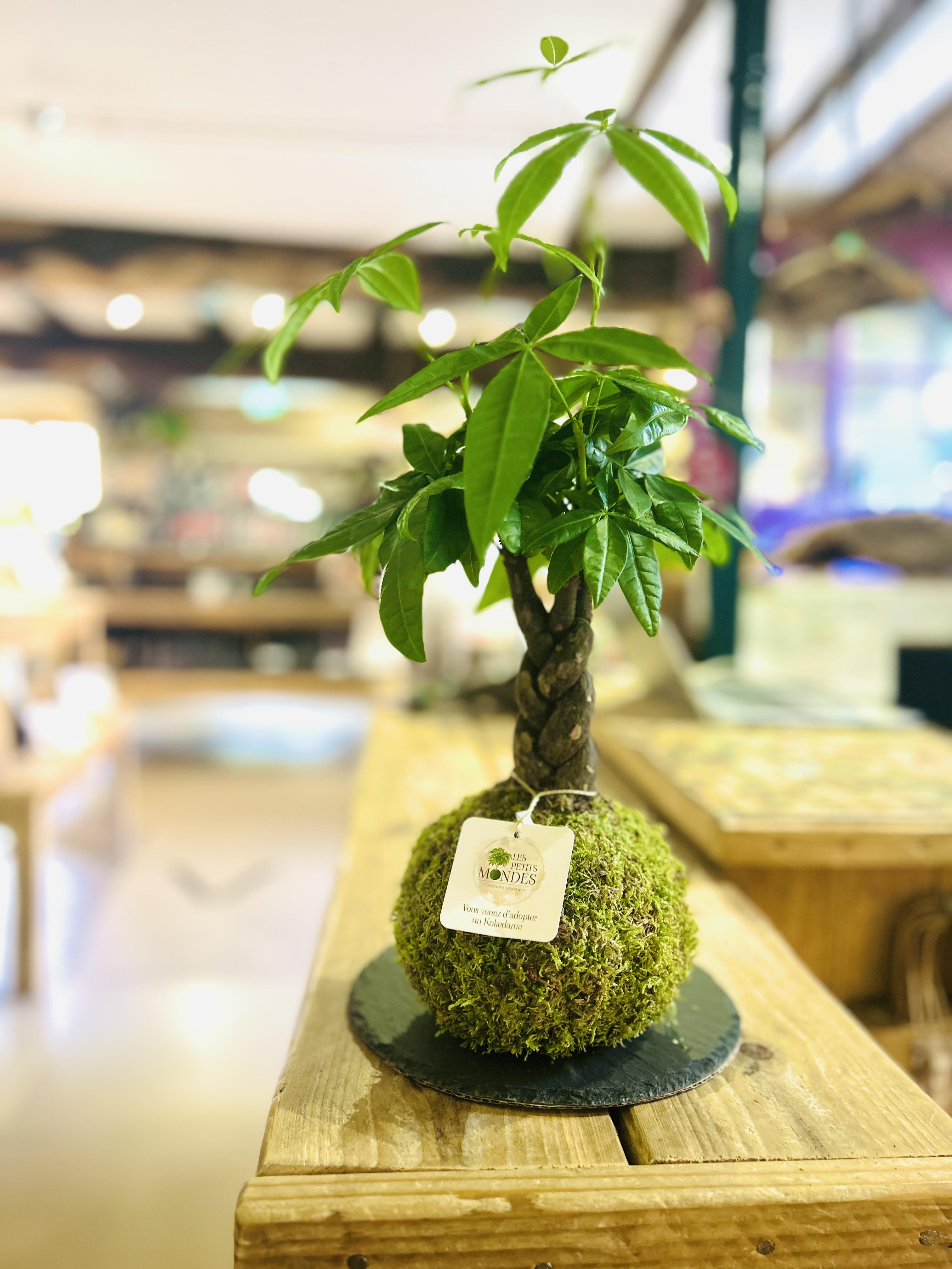 Les Petits Mondes Kokedama Rennes