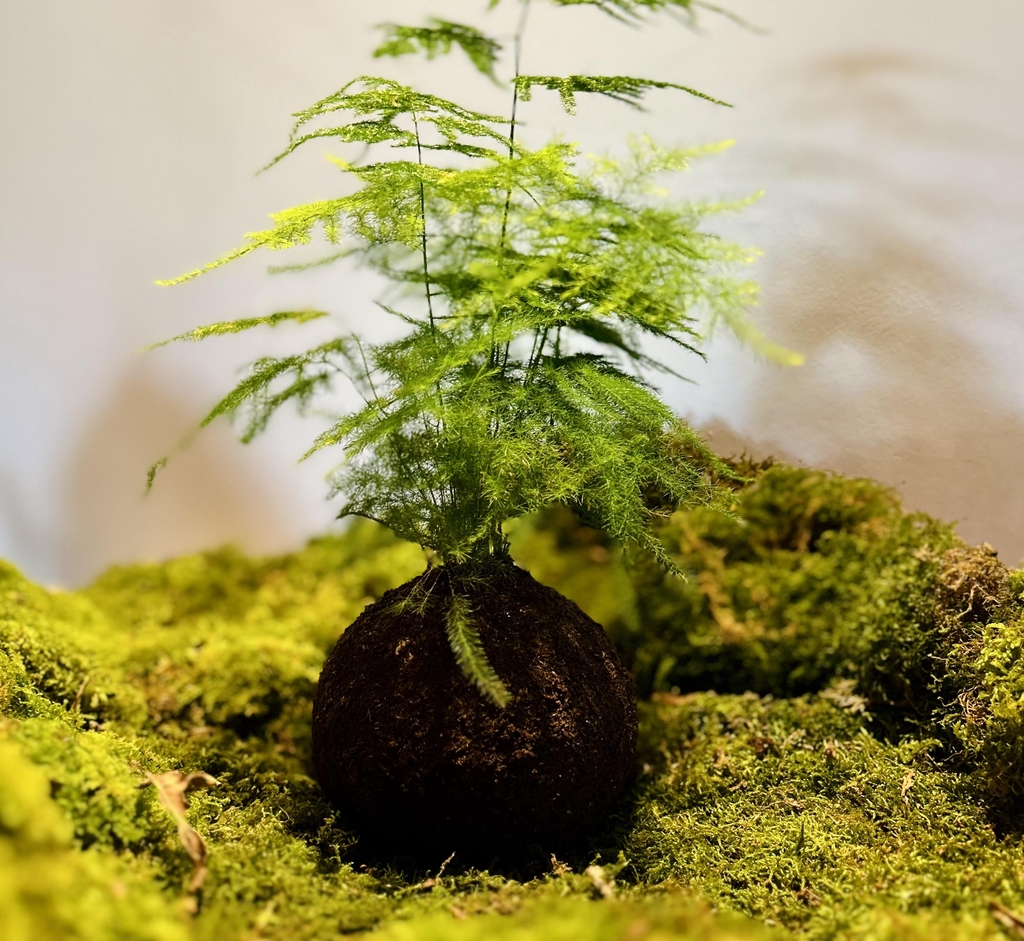 kokedamas et décoration d'intérieur végétale