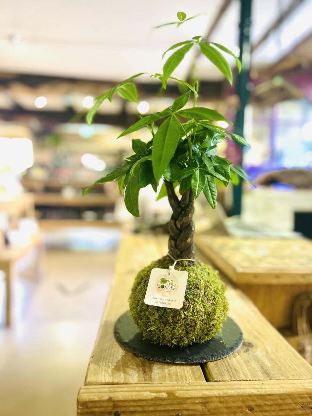 Les Petits Mondes Kokedama Rennes