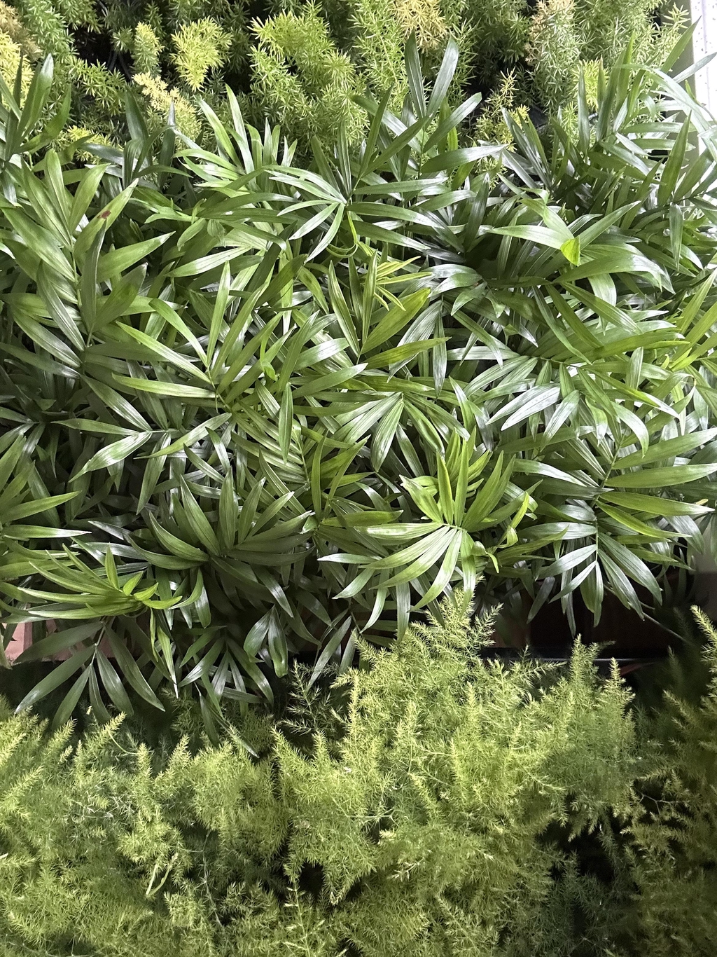 Que vous rêviez d'un mini jardin suspendu, d'un format particulier, d'une touche de nature pour votre bureau, votre vitrine, votre restaurant ou d'un cadeau original personnalisé, je suis là pour donner vie à vos idées.