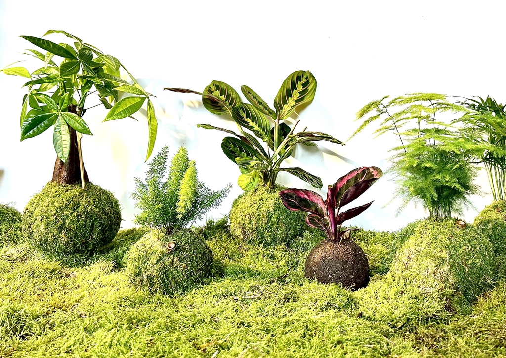 Kokedama, décoration d'intérieur naturelle