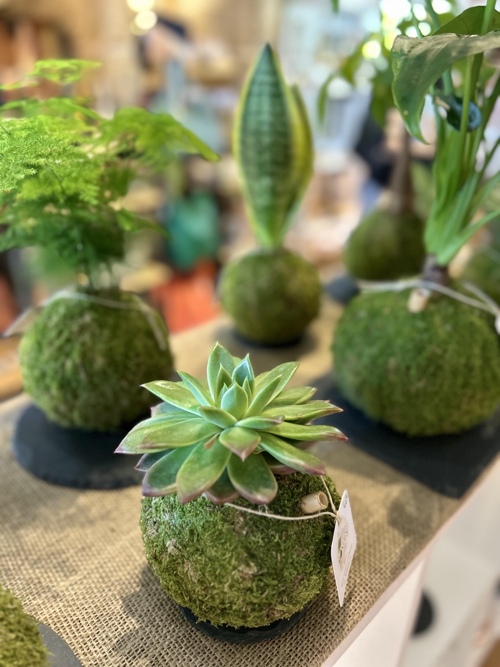 Ateliers Kokedama Rennes