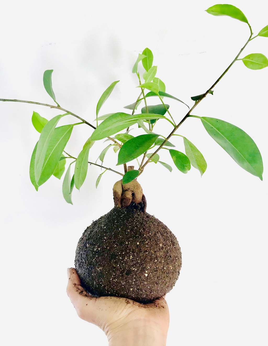 Qu'est-ce qu'un kokedama ?  