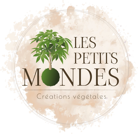 Les Petits Mondes - Kokedama