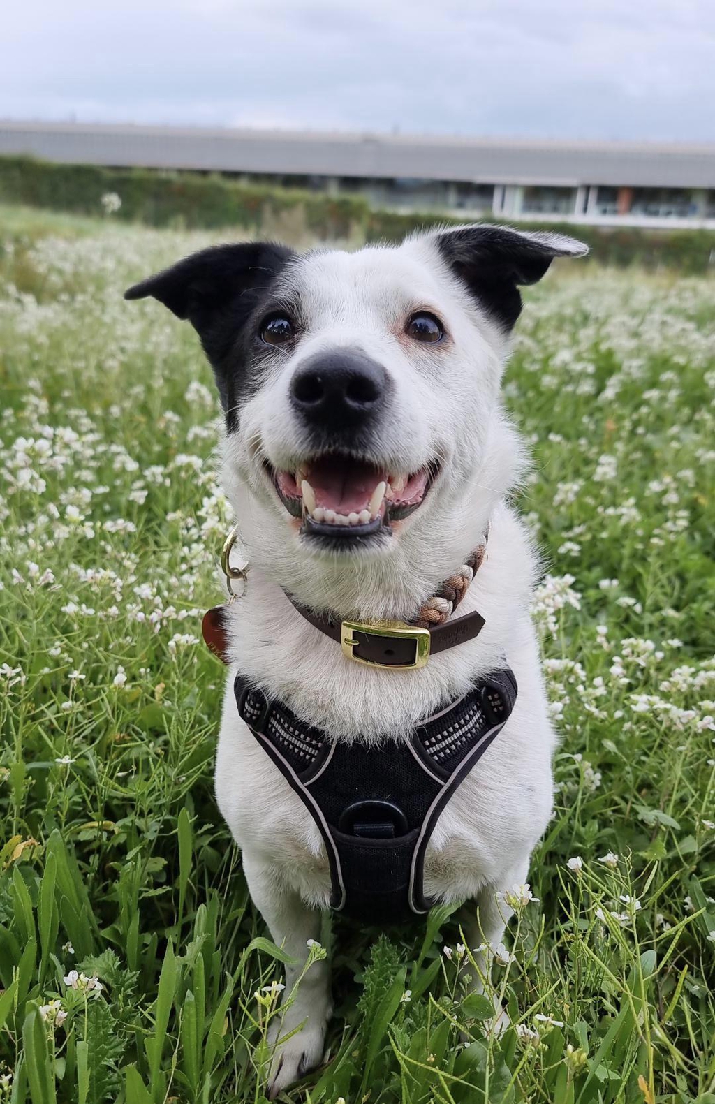 petit chien portant un collier du modele athéna de la marque GennKA DOG