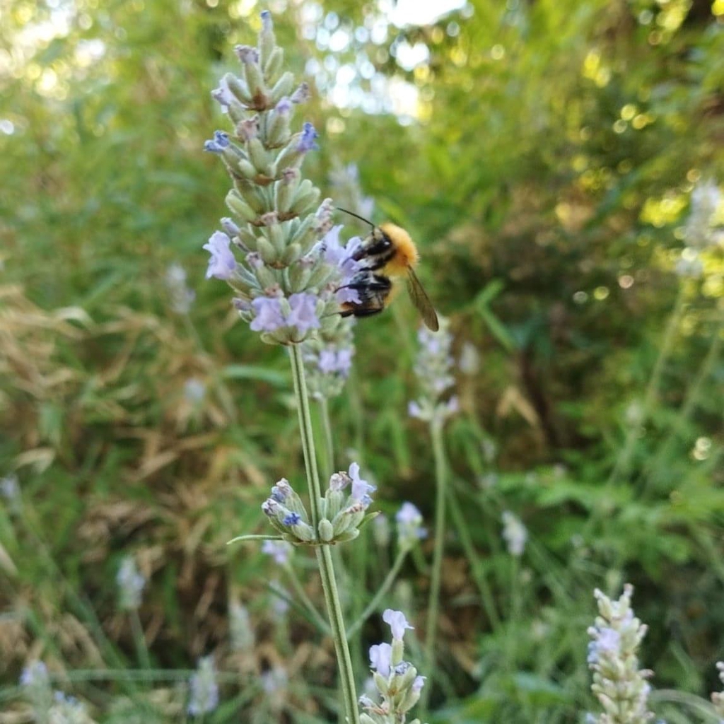 banner_image